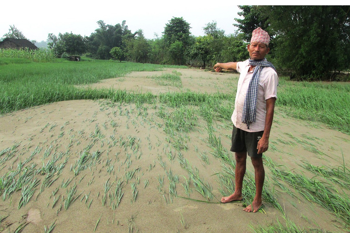 बाढीले धानबालीमा क्षति